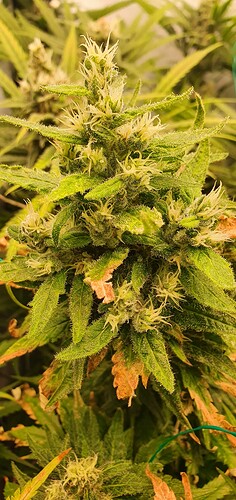 Growreport Bild 2