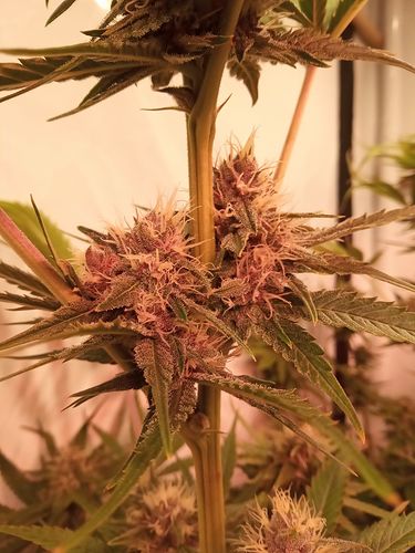Growreport Bild 14