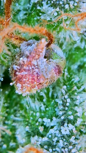 Growreport Bild 22