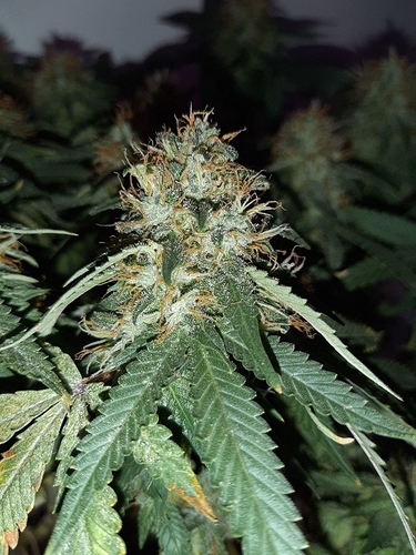 Growreport Bild 8