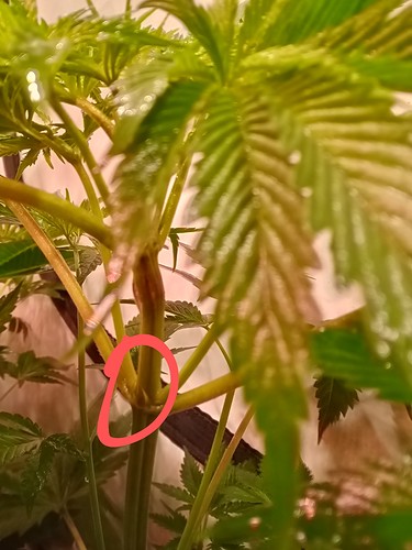 Growreport Bild 28