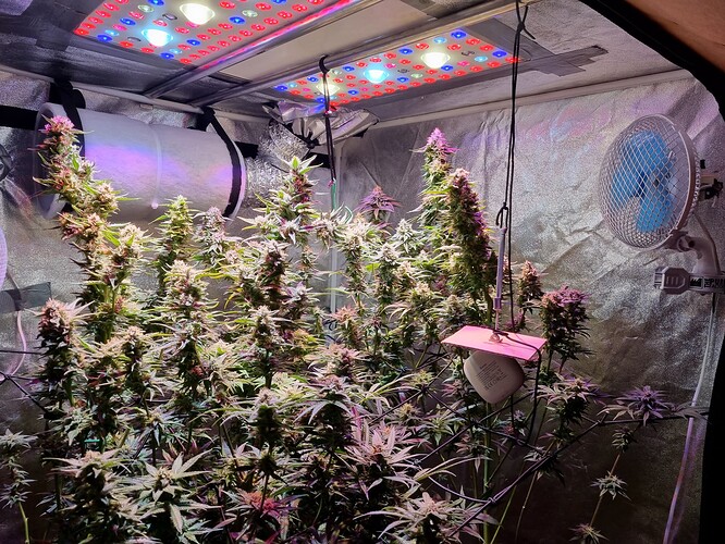 Growreport Bild 34