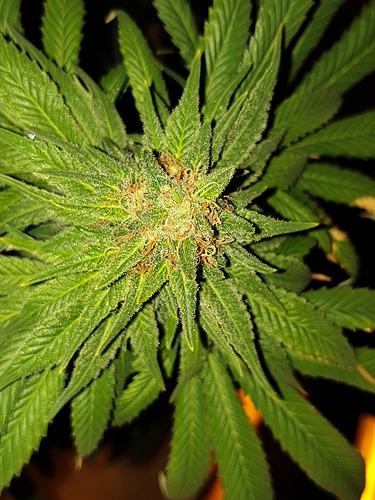 Growreport Bild 27