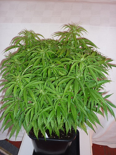 Growreport Bild 12
