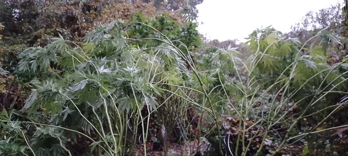 Growreport Bild 6