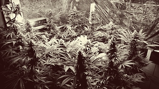 Growreport Bild 10