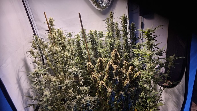 Growreport Bild 1
