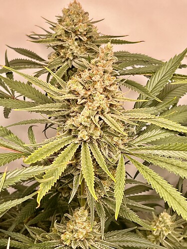 Growreport Bild 25