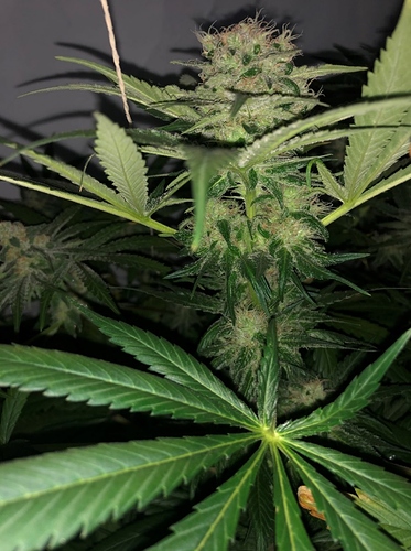Growreport Bild 4