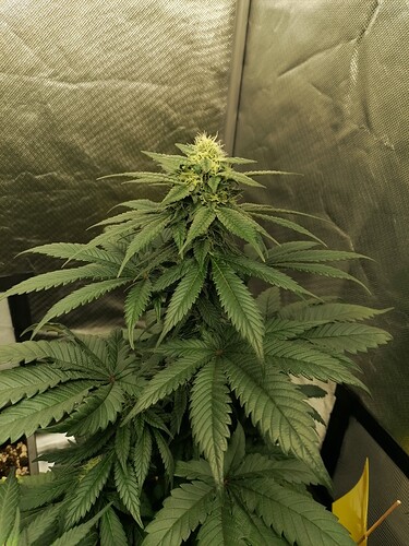Growreport Bild 5