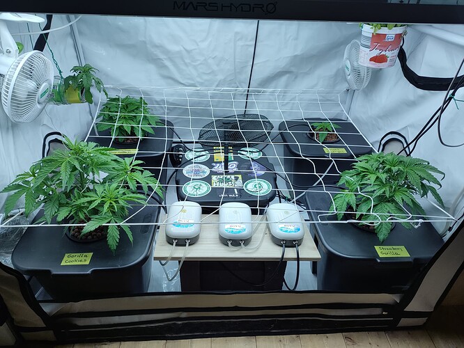 Growreport Bild 32