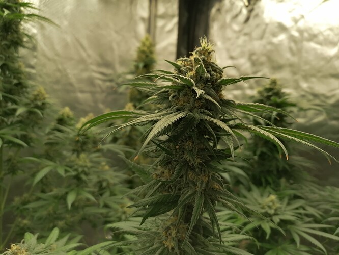 Growreport Bild 12