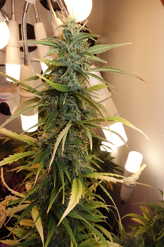 Growreport Bild 2