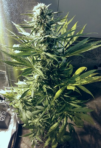 Growreport Bild 5