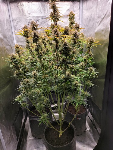 Growreport Bild 2