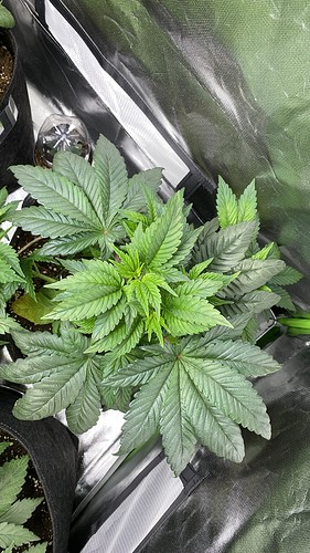 Growreport Bild 19
