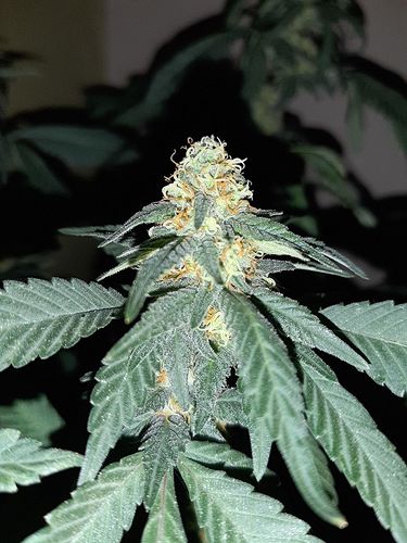 Growreport Bild 3