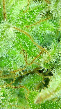 Growreport Bild 62