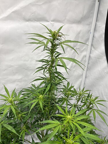 Growreport Bild 29