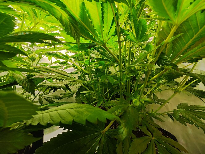 Growreport Bild 15