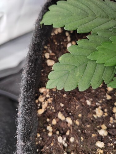 Growreport Bild 17