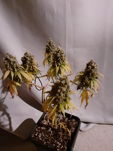 Growreport Bild 2