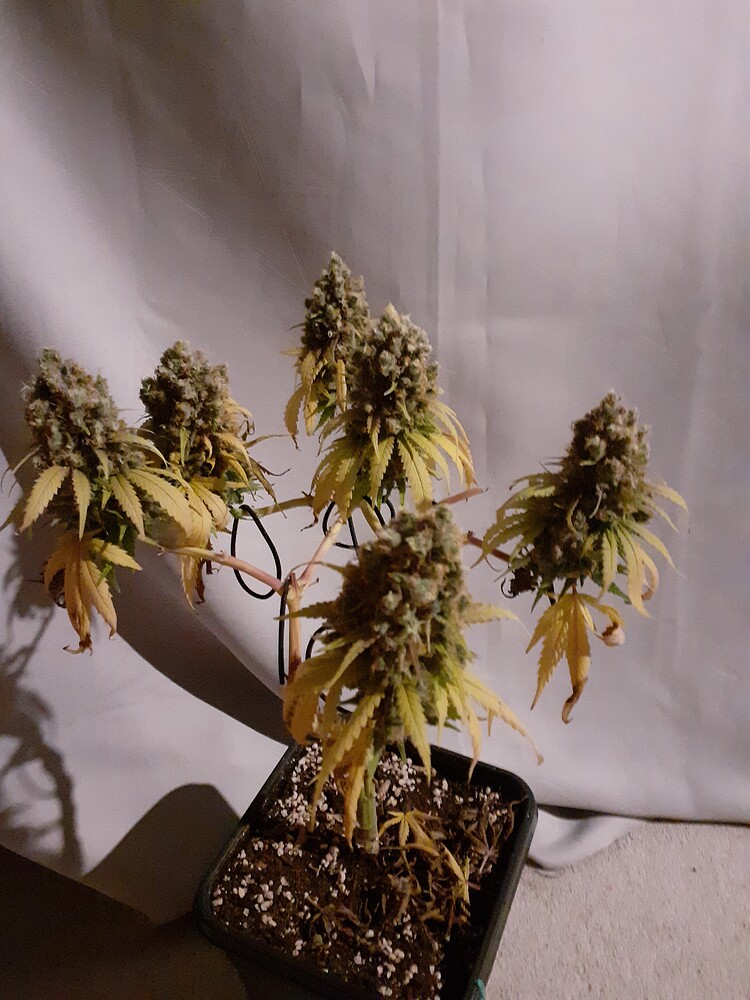 Rock around the clock - Zelt-Disco bei 8Ball - Stargast: Tante-Emma-Seed - 1 x Amnesia Haze/fem - 40 x 40 - Sanlight M30 - Canna-Terra