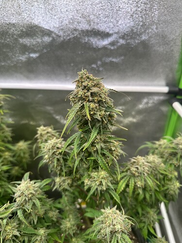 Growreport Bild 31