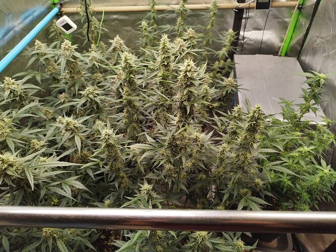 Growreport Bild 4