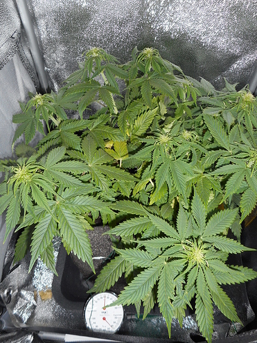 Growreport Bild 5