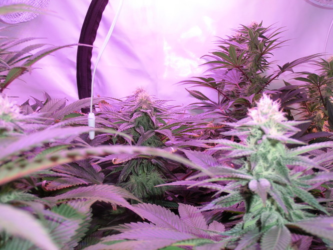 Growreport Bild 8