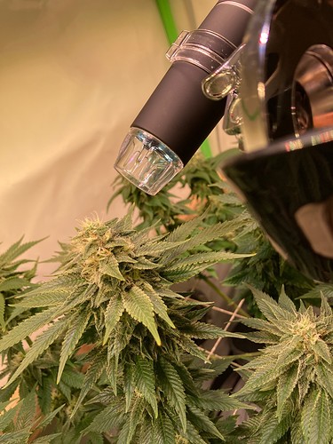 Growreport Bild 10