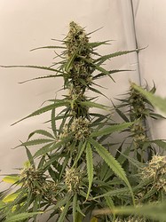 Growreport Bild 6