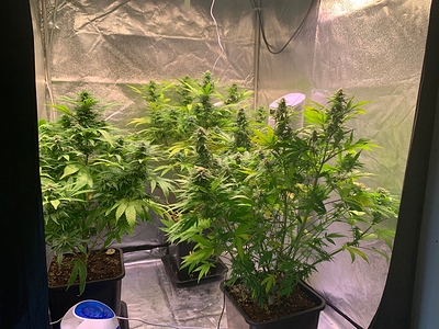 Growreport Bild 3