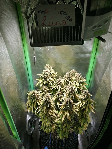 Growreport Bild 1