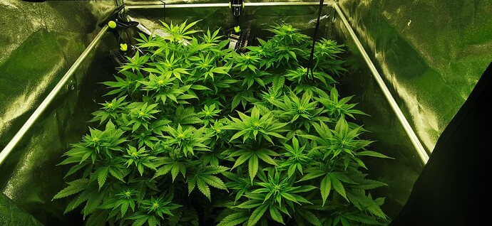 Growreport Bild 46