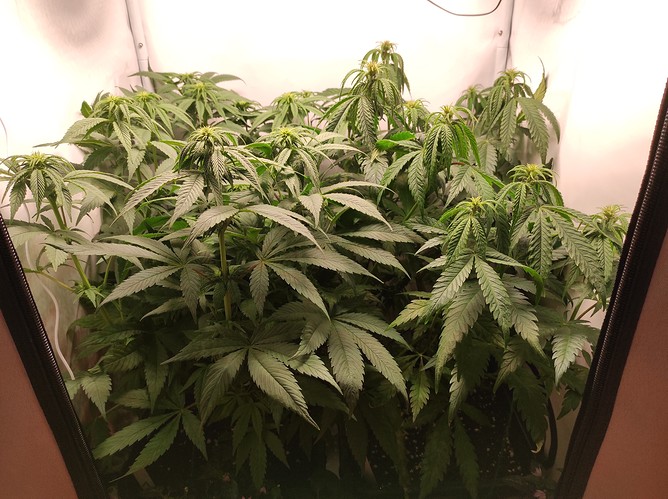 Growreport Bild 5