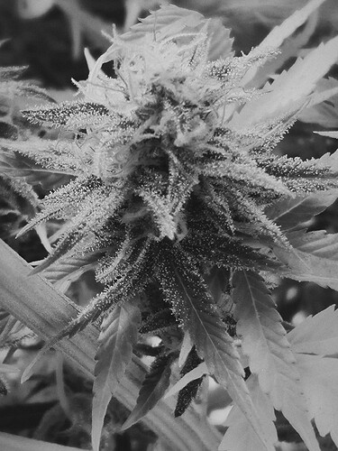 Growreport Bild 2