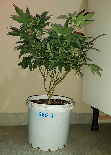 Growreport Bild 1