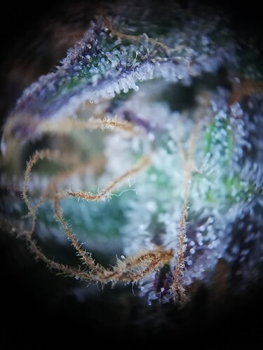 Mimosa_240107-6