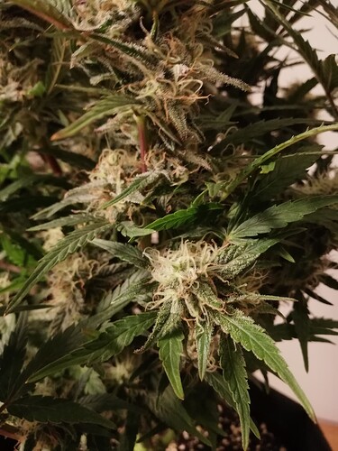 Mimosa_231221-6