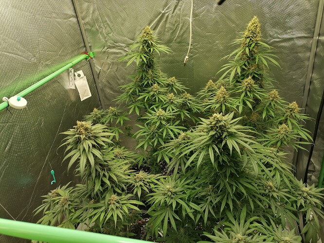 Growreport Bild 17
