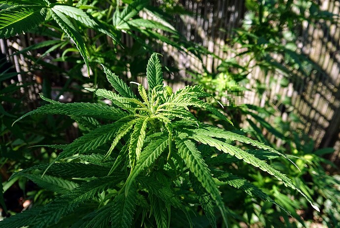 obscura1662029369443