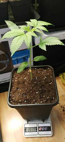 Growreport Bild 48