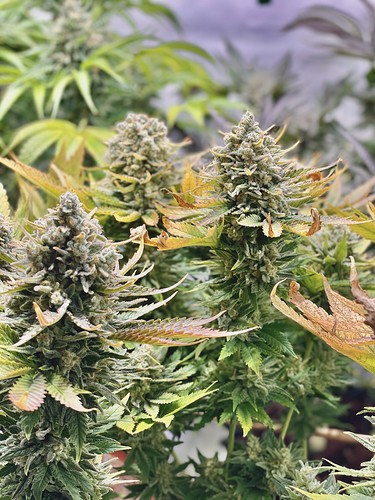Growreport Bild 7