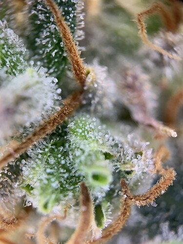 Growreport Bild 23