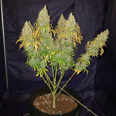 Growreport Bild 5
