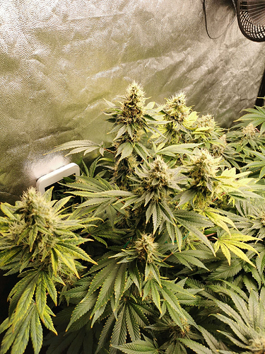 Growreport Bild 2