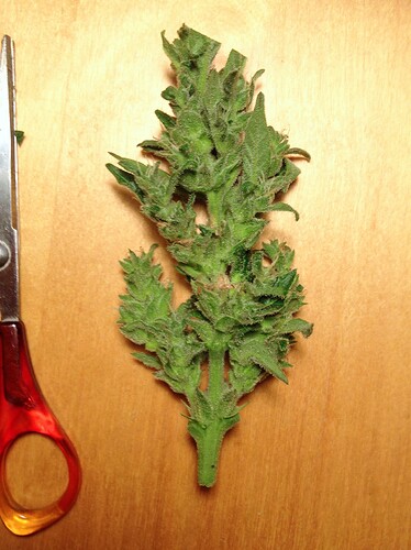 Growreport Bild 3