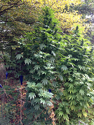 Growreport Bild 8